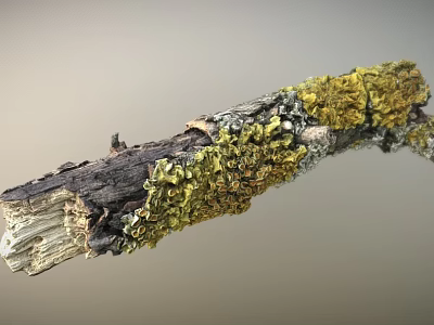 Natural Wooden Branch With Yellow Lichen And Weathered Rough Texture Surface 3d model