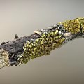Natural Wooden Branch With Yellow Lichen And Weathered Rough Texture Surface