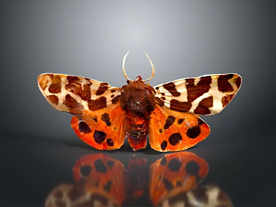 Vibrant Orange Brown Moth With Spotted Patterned Wings On Reflective Dark Background 3d model