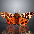 Vibrant Orange Brown Moth With Spotted Patterned Wings On Reflective Dark Background