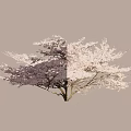 Beautiful Blooming Tree With Pink Blossoms Curved Trunk Against Light Background