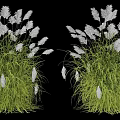 White Ornamental Grass With Green Stems And Feathery White Plumes For Landscaping