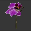 Stunning Single Purple Orchid in Glass Vase with Green Stem Yellow Center and Dark Background