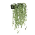 Hanging Bonsai Potted Plant With Long Trailing Green Leaves In Black Pot