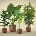 Various Green Plants in Terracotta Pots with Large Leaves and Palm Like Foliage