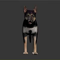 Black and tan dog with erect ears standing on reflective black background
