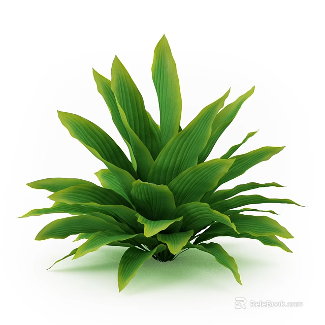 Green Shrub With Large Rosette Shaped Leaves And Lush Foliage 3d model 