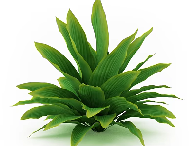 Green Shrub With Large Rosette Shaped Leaves And Lush Foliage 3d model