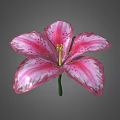 Pink Lily Flower With White Stripes And Green Stem On Gray Background