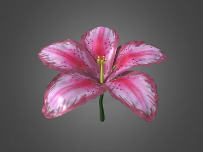 Pink Lily Flower With White Stripes And Green Stem On Gray Background 3d model