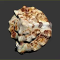 Conch Shell With Red And White Patterns And Long Pointed Tail Isolated On Dark Background