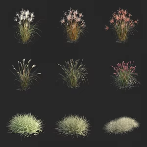 Thatched grass, miscanthus, diquat, clam grass, silverside grass, flower leaf, oat grass, different glume, oat grass, wild flower, weed 3d model