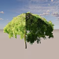 Lush Green Arbor With Umbrella Shaped Canopy And Dense Foliage In Natural Setting