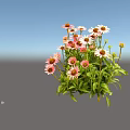 Vibrant Blooming Flowers With Pink And White Petals And Green Leaves