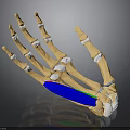Human Hand Bones 3D Anatomical Model With Blue Green Muscles And Ligaments