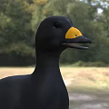 Black Duck With Yellow Beak Standing On Green Grass In Natural Habitat