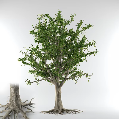 Lush Green Arbor With Thick Trunk Dense Branches And Vibrant Leaves 3d model