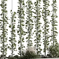Bonsai Potted Plants With Hanging Vines Lush Green Leaves And Vertical Growth