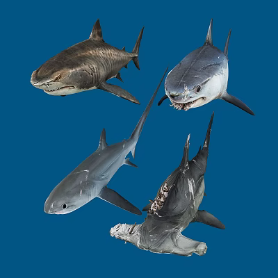 The Modern Shark 3d model