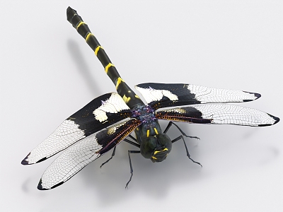 dragonfly insect animal 3d model