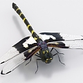 dragonfly insect animal 3d model