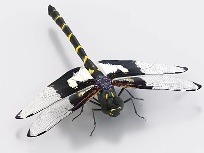 Black and Yellow Striped Dragonfly with Black and White Patterned Wings in Close Up View 3d model