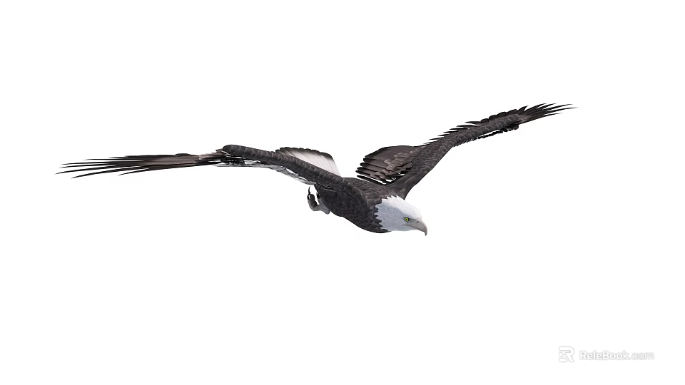 Bald Eagle Gracefully Flying with Spread Black Wings and White Head 3d model