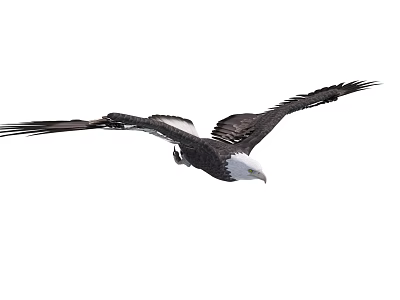 Bald Eagle Gracefully Flying with Spread Black Wings and White Head 3d model