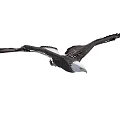 Bald Eagle Gracefully Flying with Spread Black Wings and White Head 3d model