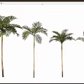 Four Tall Palm Trees With Feathery Fronds For Indoor Outdoor Decoration