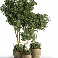 Green Bonsai Trees With Different Heights Thin Trunks And Lush Leaves Planted In Flower Pots