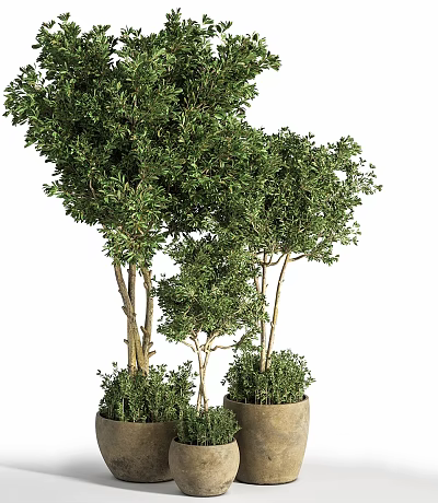 Green Bonsai Trees With Different Heights Thin Trunks And Lush Leaves Planted In Flower Pots 3d model