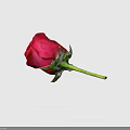 Beautiful Single Red Rose with Green Stem and Leaves against Dark Blue Background