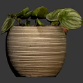Beautiful Striped Leaf Houseplant In Textured Ceramic Pot On Dark Background