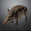 Realistic 3D Model of Light Brown Wild Boar With Tusks on Dark Background