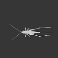 Green Grasshopper With Long Antennae And Slender Legs On Black Background