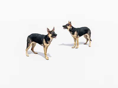 Two Playful German Shepherds Standing And Interacting On White Background 3d model