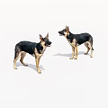 Two Playful German Shepherds Standing And Interacting On White Background