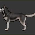 Husky Dog With Black White Gray Coat Standing On Shiny Floor Background