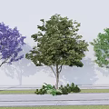 Three Arbor Trees With Purple Flowers Green Leaves And Ground Foliage