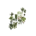 Various Bonsai and Potted Plants in Different Style Pots for Home Decor