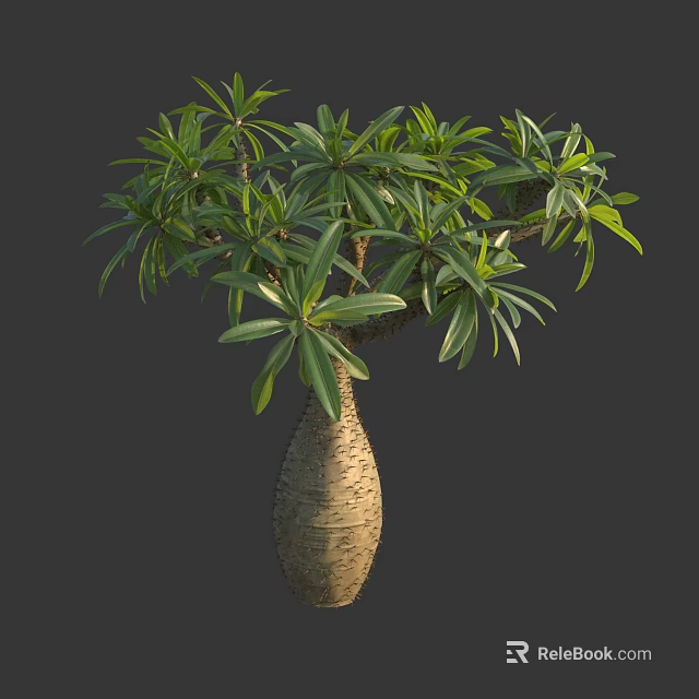 Exotic Tropical Tree With Bottle Shaped Trunk And Lush Green Leaves 3d model 