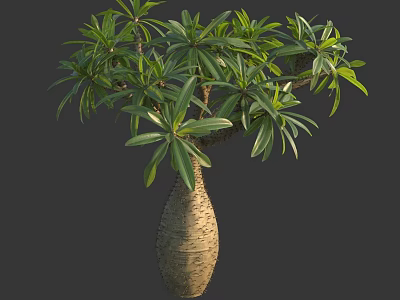 Exotic Tropical Tree With Bottle Shaped Trunk And Lush Green Leaves 3d model