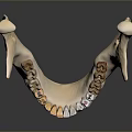 Game Movie Character Detailed Mandible Model With Realistic Teeth Structure Design