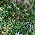 Living Plant Wall With Diverse Green Plants And Orange Flowers For Indoor Decor