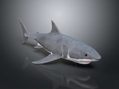 Gray Shark 3D Model With Open Mouth Fins On Dark Background Reflection 3d model