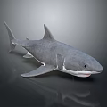 Gray Shark 3D Model With Open Mouth Fins On Dark Background Reflection