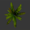 Vibrant Tropical Foliage Plant with Green and Brown Broad Shiny Leaves and Lush Growth