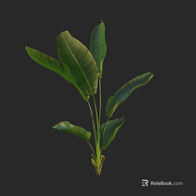 Vibrant Green Tropical Plant Featuring Large Lush Leaves Against Dark Background 3d model 