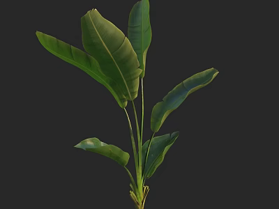 Vibrant Green Tropical Plant Featuring Large Lush Leaves Against Dark Background 3d model